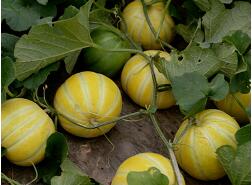 蔬菜種子種植戶客戶點評-金帝薄皮甜瓜，果形漂亮