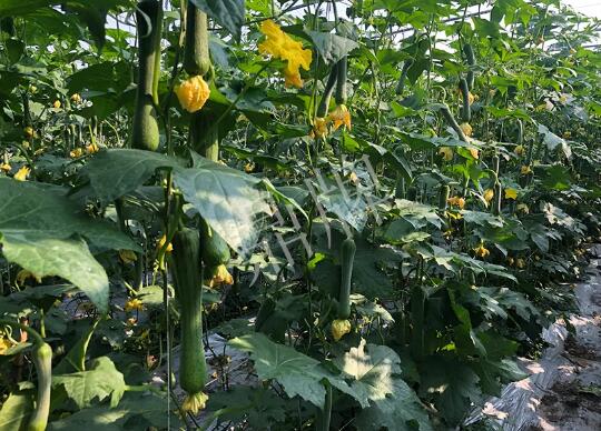 蔬菜種子種植戶(hù)客戶(hù)點(diǎn)評(píng)-種植“優(yōu)比1號(hào)”差的用戶(hù)，差到什么樣子？