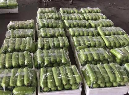 蔬菜種子種植戶客戶點評-上市早，價格好！我連續(xù)種了三年，滿意！