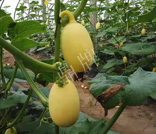 蔬菜種子種植戶客戶點評-上市了，14元/公斤。河南客戶發(fā)來…