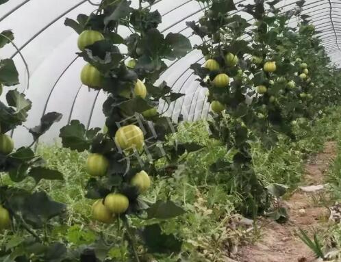 蔬菜種子種植戶客戶點評-我的乖乖，一株坐果15個，6元1斤，好賣得很！