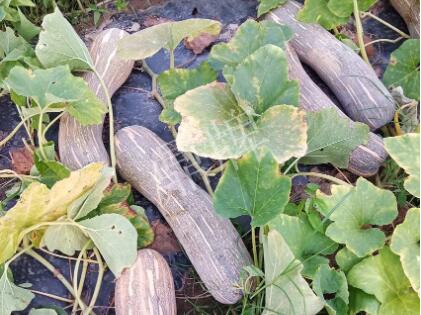 蔬菜種子種植戶(hù)客戶(hù)點(diǎn)評(píng)-了解它，就能種好它，獲得更高收入！！！