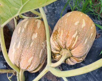 蔬菜種子種植戶(hù)客戶(hù)點(diǎn)評(píng)-“押寶”押對(duì)了，押對(duì)這個(gè)品種賺了2倍錢(qián)！