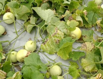 蔬菜種子種植戶客戶點評-低溫寡照的天氣，它仍然優(yōu)秀！