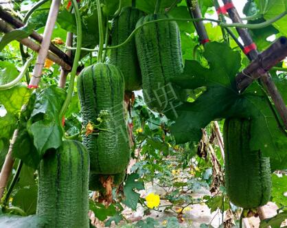 蔬菜種子種植戶(hù)客戶(hù)點(diǎn)評(píng)-這個(gè)新品種，讓我“頭痛”…