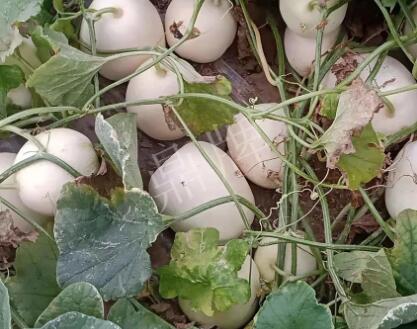 蔬菜種子種植戶客戶點評-“甜，真甜，真是甜！”