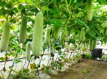 蔬菜種子種植戶客戶點評-我種的冬瓜，肉緊味甜，按個賣！