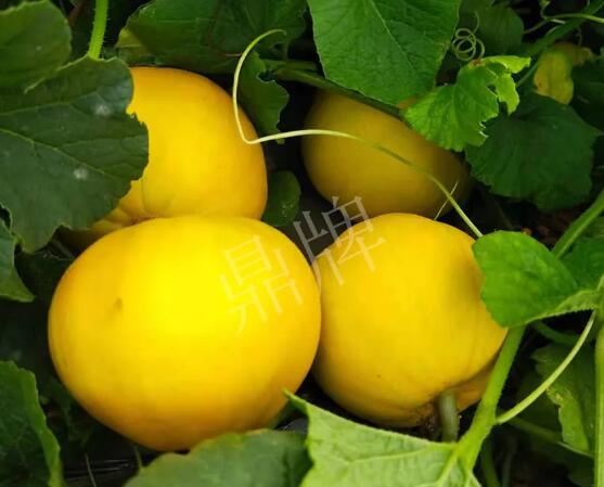 蔬菜種子種植戶(hù)客戶(hù)點(diǎn)評(píng)-純賺50萬(wàn)，我這個(gè)“張大膽”榮光了一把！