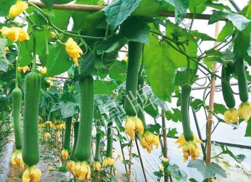 蔬菜種子栽培技術(shù)-<b>主要病蟲(chóng)害的識(shí)別與防治</b>