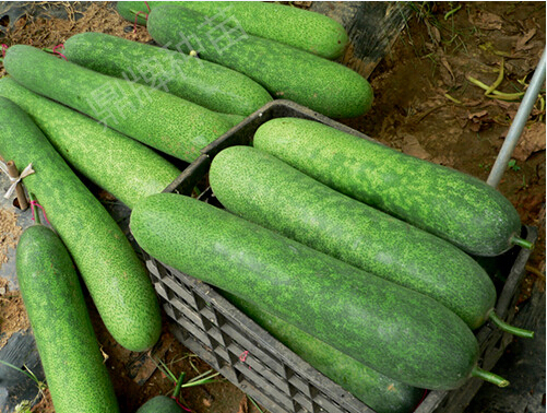 水果1號(hào)(冬瓜)