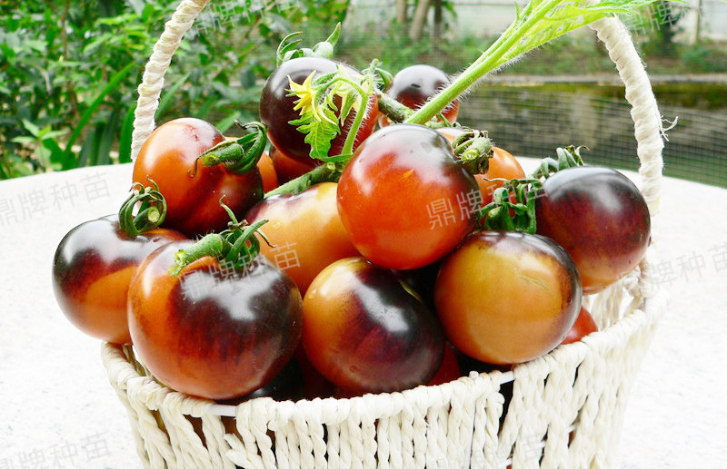 果實成紫紅色，甜度增加