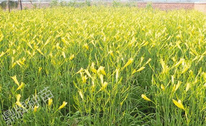 栽后第二年度，進入豐產(chǎn)期