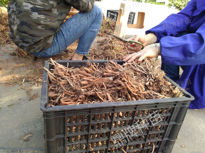 修剪后裝箱，準(zhǔn)備為客戶發(fā)貨的種苗