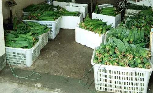 優(yōu)秀絲瓜作品展播，請為菜農(nóng)劉健平夫婦點贊