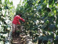 蔬菜種子種植戶客戶點評-優(yōu)秀絲瓜作品展播，請為菜農(nóng)劉健平夫婦點贊