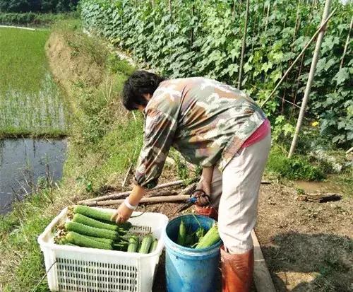 優(yōu)秀絲瓜作品展播，請為菜農(nóng)劉健平夫婦點贊
