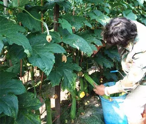 優(yōu)秀絲瓜作品展播，請為菜農(nóng)劉健平夫婦點贊