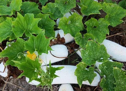 您種植過“堆堆瓜”嗎？看一看，地上全是瓜！一睹芳容