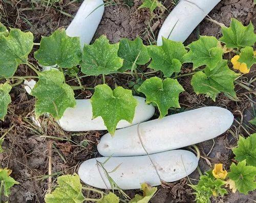 您種植過“堆堆瓜”嗎？看一看，地上全是瓜！一睹芳容