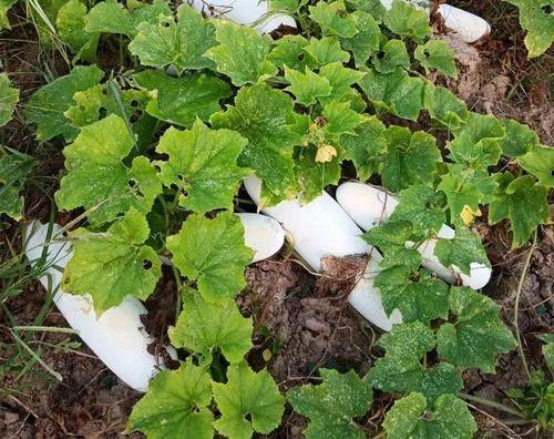 您種植過“堆堆瓜”嗎？看一看，地上全是瓜！一睹芳容