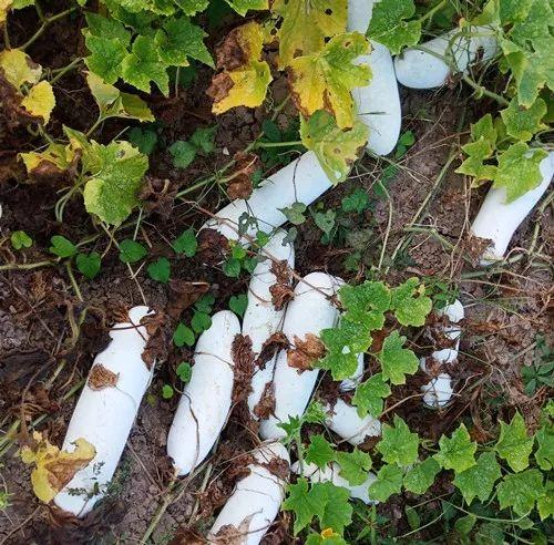 您種植過“堆堆瓜”嗎？看一看，地上全是瓜！一睹芳容