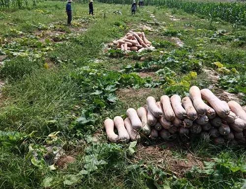 種南瓜竟然種出“麻煩”了，瓜販搶購(gòu)，電視臺(tái)記者也趕來了