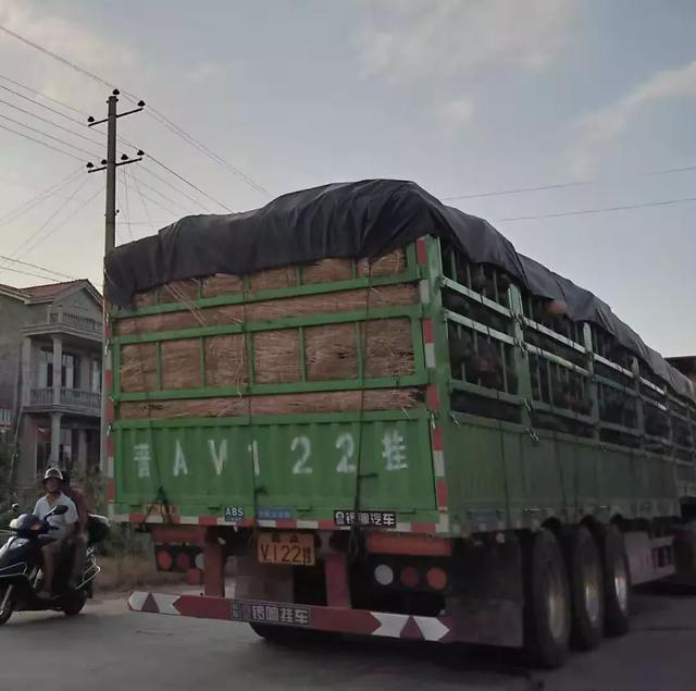 種南瓜竟然種出“麻煩”了，瓜販搶購(gòu)，電視臺(tái)記者也趕來了