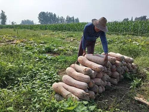 種南瓜竟然種出“麻煩”了，瓜販搶購(gòu)，電視臺(tái)記者也趕來了