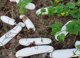 蔬菜種子種植戶客戶點評-您種植過“堆堆瓜”嗎？看一看，地上全是瓜！一睹芳容！