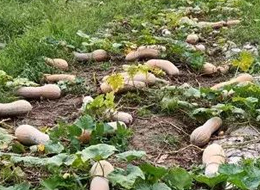 蔬菜種子種植戶客戶點評-周小為種植的健美蜜本又被報銷了，連電視臺記者也趕來了！