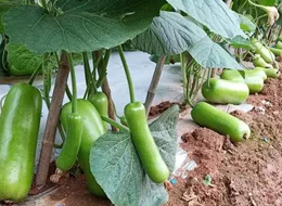 蔬菜種子種植戶客戶點評-浙江菜農(nóng)種植的鼎牌瓠瓜喜獲豐收，又賣上了好價錢!