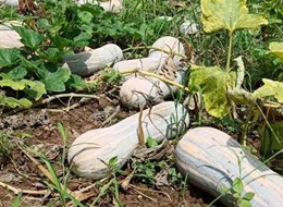 蔬菜種子種植戶客戶點評-一袋種子100粒，輕松賺回3000元...