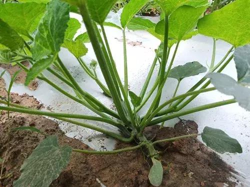 菜農(nóng)種植無(wú)需噴農(nóng)藥的蔬菜，不僅栽培簡(jiǎn)單、而且效益高