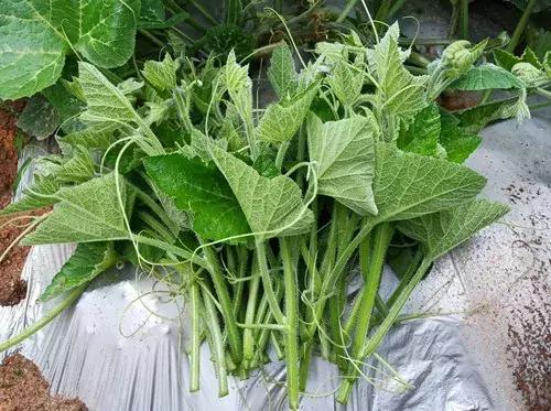 菜農(nóng)種植無(wú)需噴農(nóng)藥的蔬菜，不僅栽培簡(jiǎn)單、而且效益高