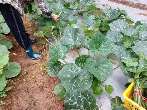 菜農(nóng)種植無(wú)需噴農(nóng)藥的蔬菜，不僅栽培簡(jiǎn)單、而且效益高