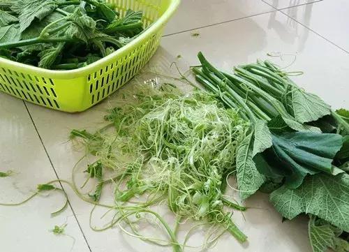 菜農(nóng)種植無(wú)需噴農(nóng)藥的蔬菜，不僅栽培簡(jiǎn)單、而且效益高