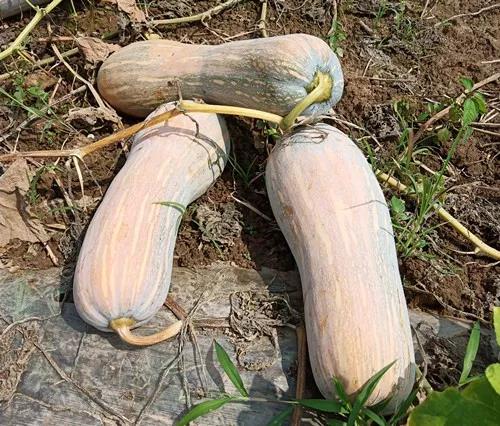 蔬菜種子栽培技術(shù)-“健美蜜本”南瓜7問(wèn)？