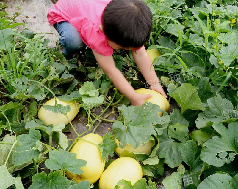 雇工難、成本高，想種甜瓜怎么辦？