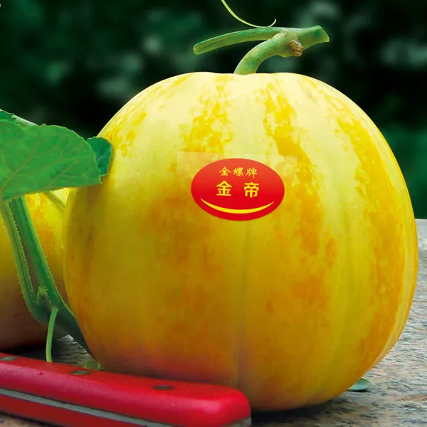 薄皮甜瓜，哪個(gè)品種最好呢？畝產(chǎn)高達(dá)10萬(wàn)，附4種市場(chǎng)爆款品種