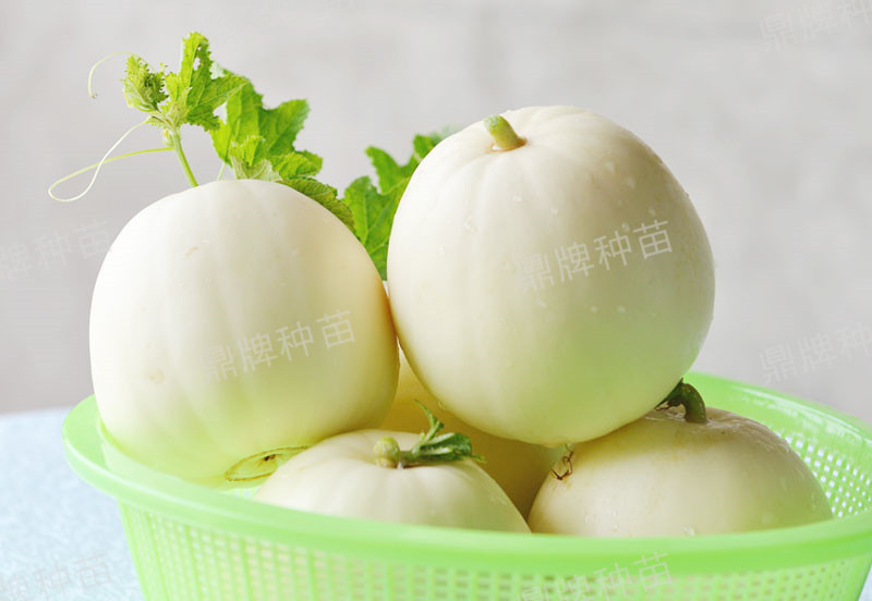 就這4個(gè)薄皮甜瓜，畝產(chǎn)萬(wàn)斤很輕松，瓜果菜農(nóng)搶著種植