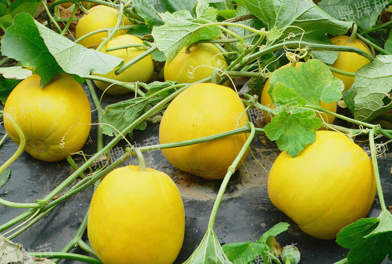 就這4個(gè)薄皮甜瓜，畝產(chǎn)萬(wàn)斤很輕松，瓜果菜農(nóng)搶著種植