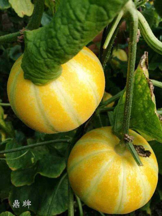 就這4個(gè)薄皮甜瓜，畝產(chǎn)萬(wàn)斤很輕松，瓜果菜農(nóng)搶著種植