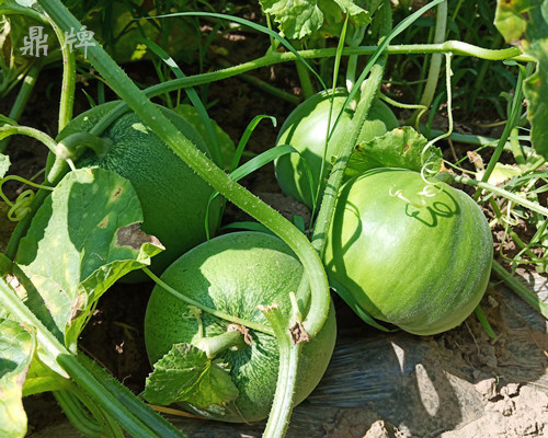 就這4個(gè)薄皮甜瓜，畝產(chǎn)萬(wàn)斤很輕松，瓜果菜農(nóng)搶著種植