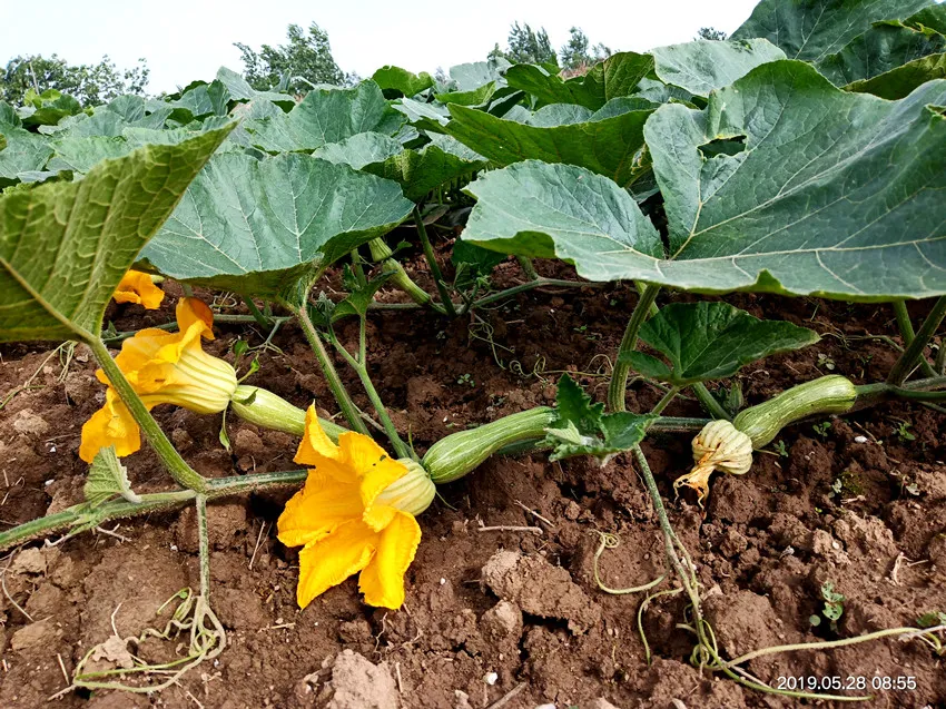 3元1斤的健美蜜本南瓜快成熟了，緬甸種植戶發(fā)來圖片與視頻