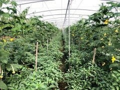 蔬菜種子種植戶客戶點(diǎn)評(píng)-這個(gè)品種，結(jié)瓜太夸張了！太恐怖了！