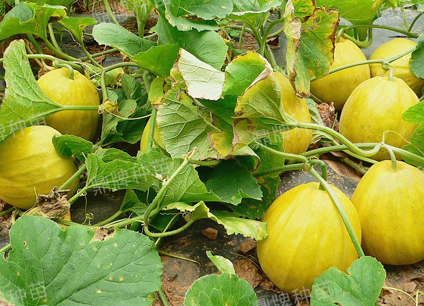 高溫季節(jié)種植甜瓜，什么品種最好？這個品種是秋季上市的專用品種