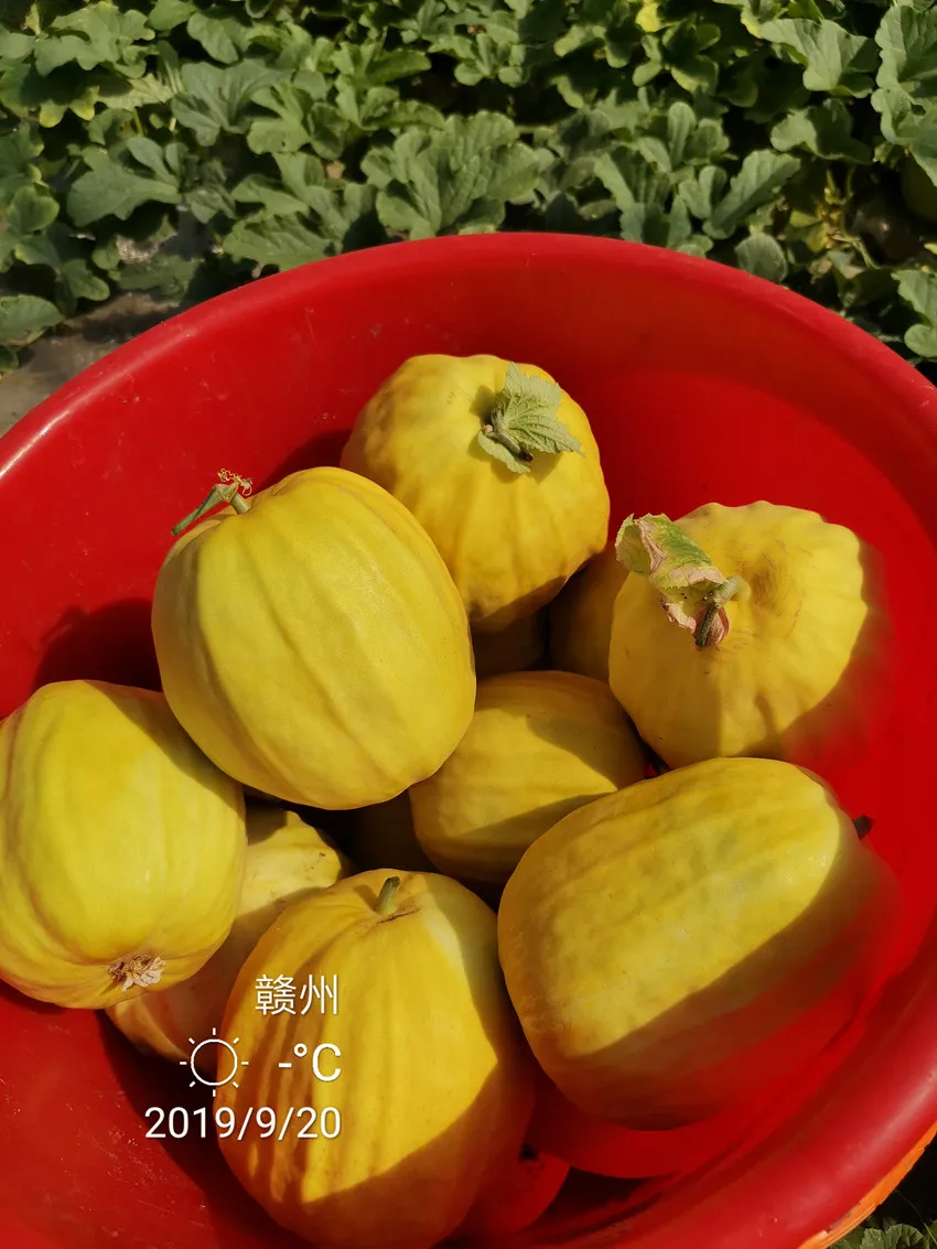 高溫季節(jié)種植甜瓜，什么品種最好？這個品種是秋季上市的專用品種