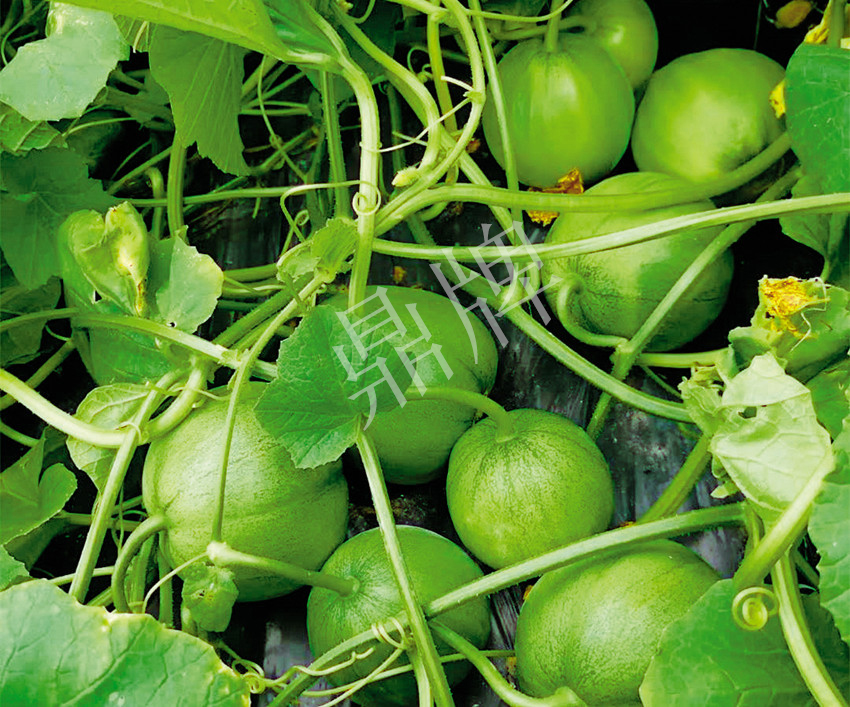 7元一斤還遭瘋搶，畝收益超2萬元！到底什么甜瓜能這么牛？