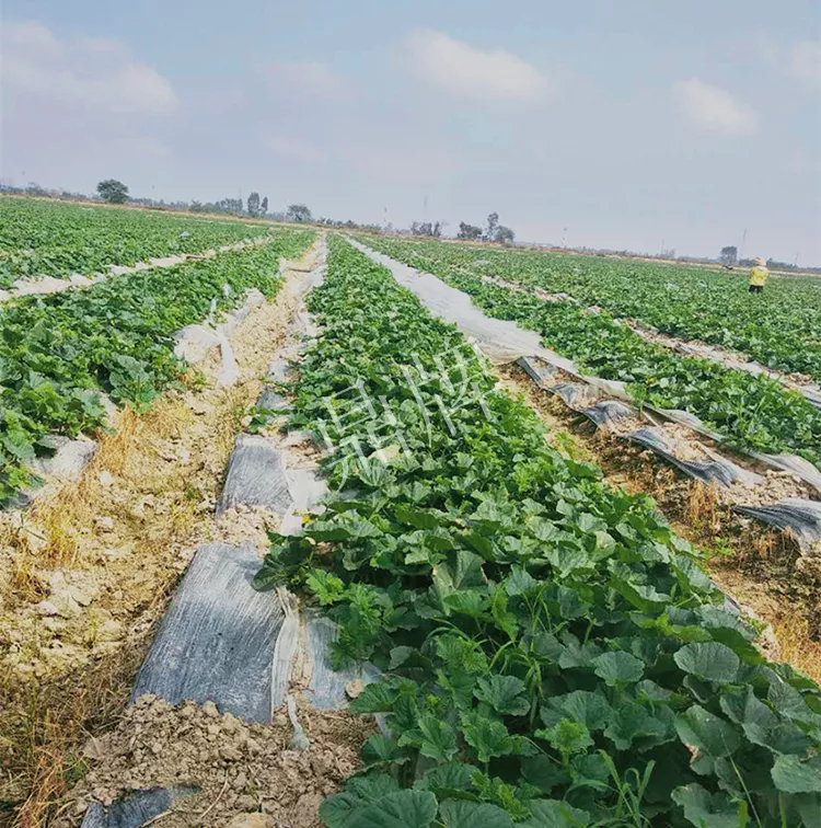 7元一斤還遭瘋搶，畝收益超2萬元！到底什么甜瓜能這么牛？