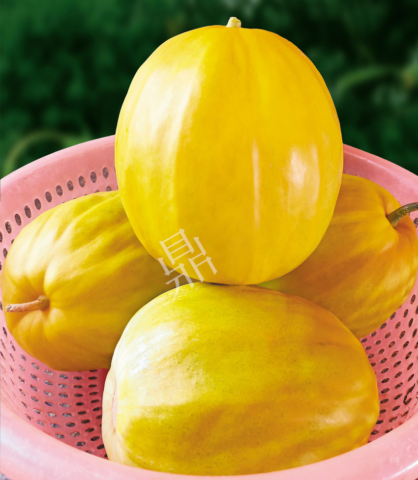 優(yōu)質(zhì)甜瓜新品種！畝產(chǎn)最高可達(dá)7000斤！還沒(méi)有畸形瓜